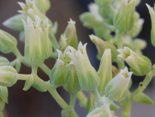 Dudleya albiflora