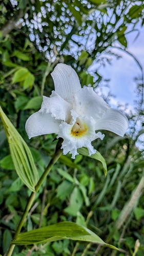 Sobralia virginalis, photograph 1