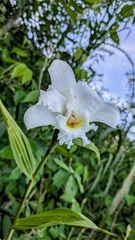 Sobralia virginalis