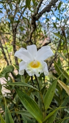 (c) Thibaud Aronson, some rights reserved (CC BY-SA) Sobralia virginalis, photograph (c) Thibaud Aronson, some rights reserved (CC BY-SA)