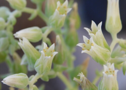 Dudleya albiflora