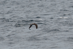 Calonectris leucomelas