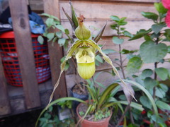 Phragmipedium