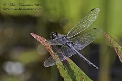 Celithemis verna