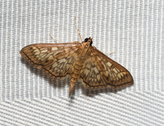 Herpetogramma thestealis