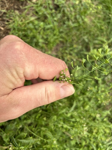 Capsella bursa-pastoris observed 2025-04-21