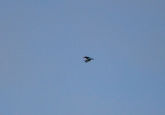 Halcyon cyanoventris