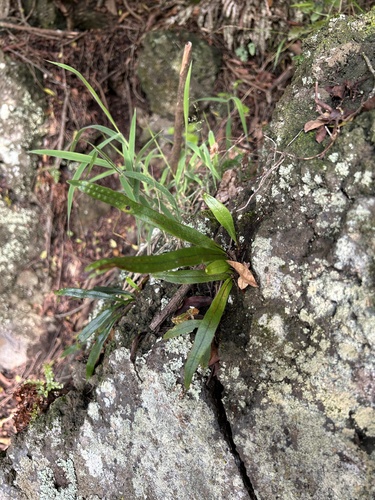 Lepisorus thunbergianus observed 2025-04-21