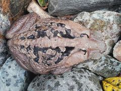Rhinella marina