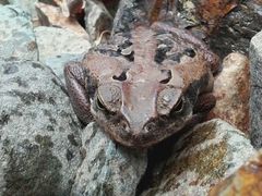 Rhinella marina