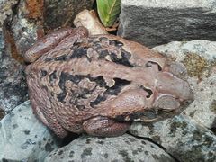 Rhinella marina