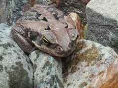 Rhinella marina