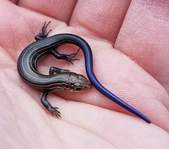 Plestiodon septentrionalis