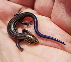 Plestiodon septentrionalis