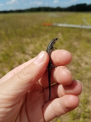 Plestiodon septentrionalis