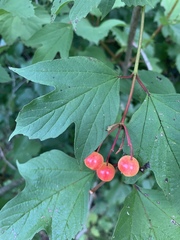 Viburnum opulus