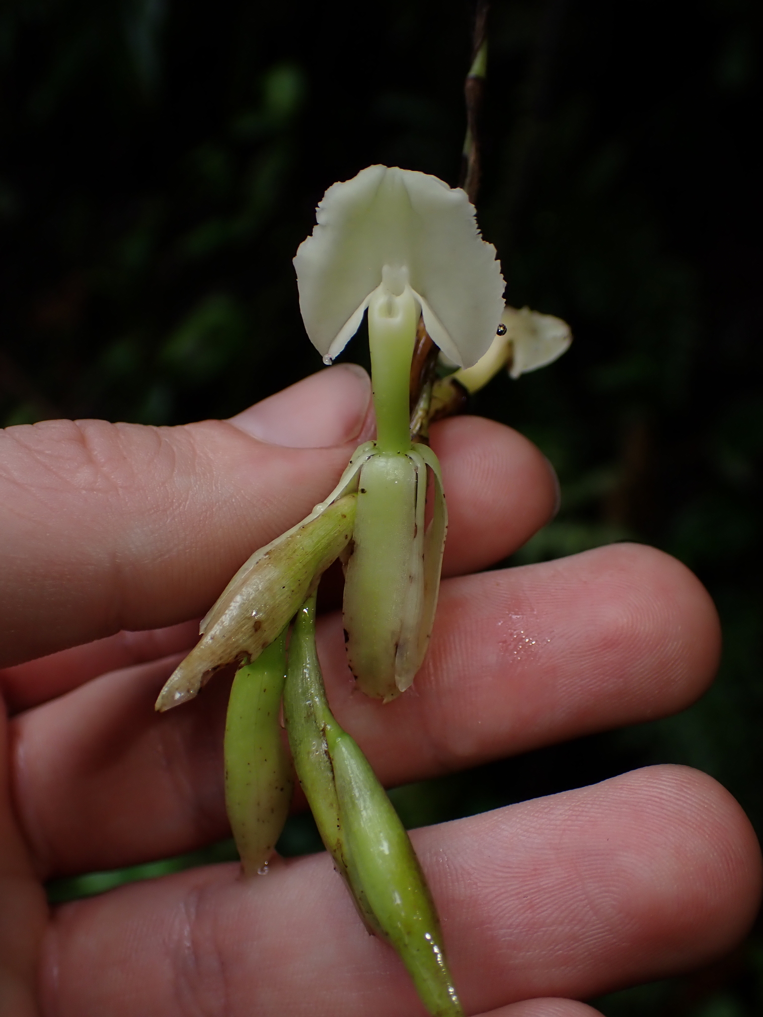 Epidendrum hymenodes Lindl.