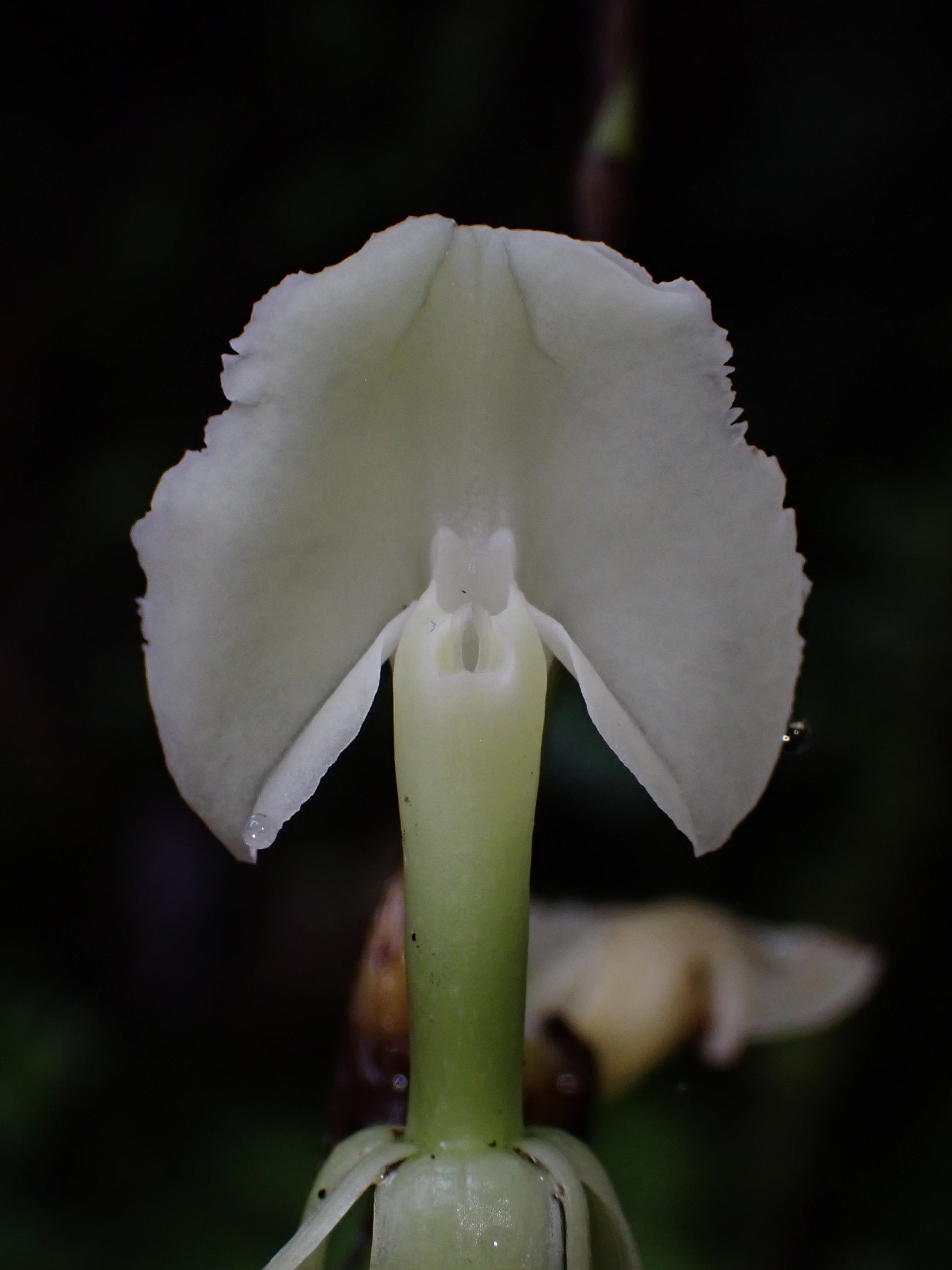 Epidendrum hymenodes Lindl. 2