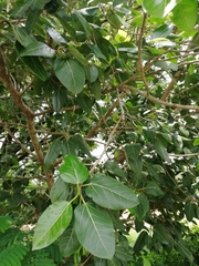 Ficus benghalensis