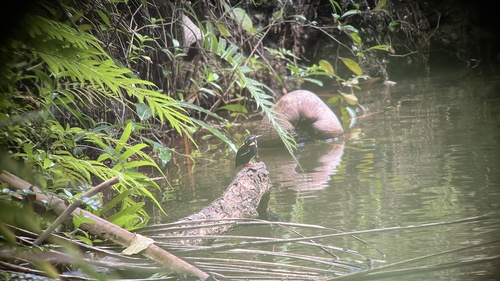 Northern Silvery Kingfisher (Ceyx flumenicola), photo 3
