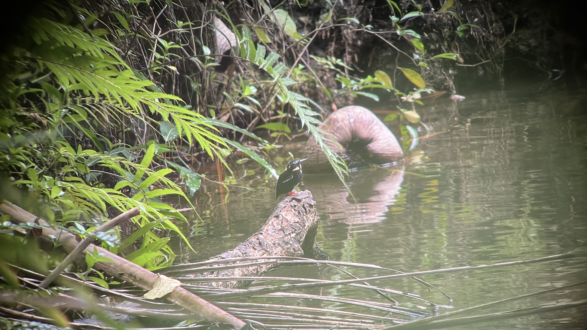 Northern Silvery Kingfisher (Ceyx flumenicola), photo 3