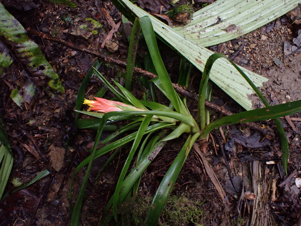Guzmania angustifolia (Guzmania angustifolia)