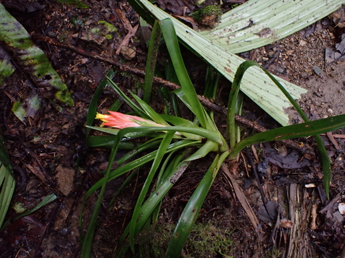 Guzmania angustifolia (Guzmania angustifolia)