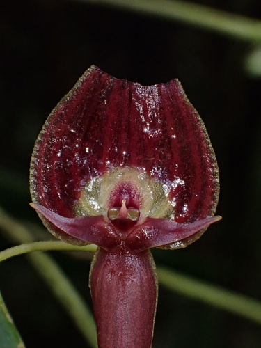 Image of Pleurothallis ruberrima by (c) Nolan Exe, some rights reserved (CC BY)