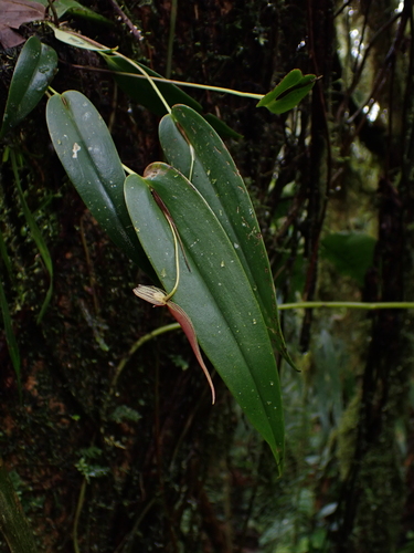 Image of Pleurothallis ruberrima by (c) Nolan Exe, some rights reserved (CC BY)
