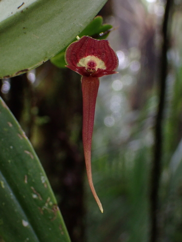 Intensive Brick-Red Pleurothallis (Pleurothallis ruberrima)