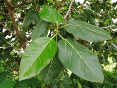 Ficus benghalensis