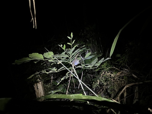 Philippine Leaf Warbler (Phylloscopus olivaceus), photo 4