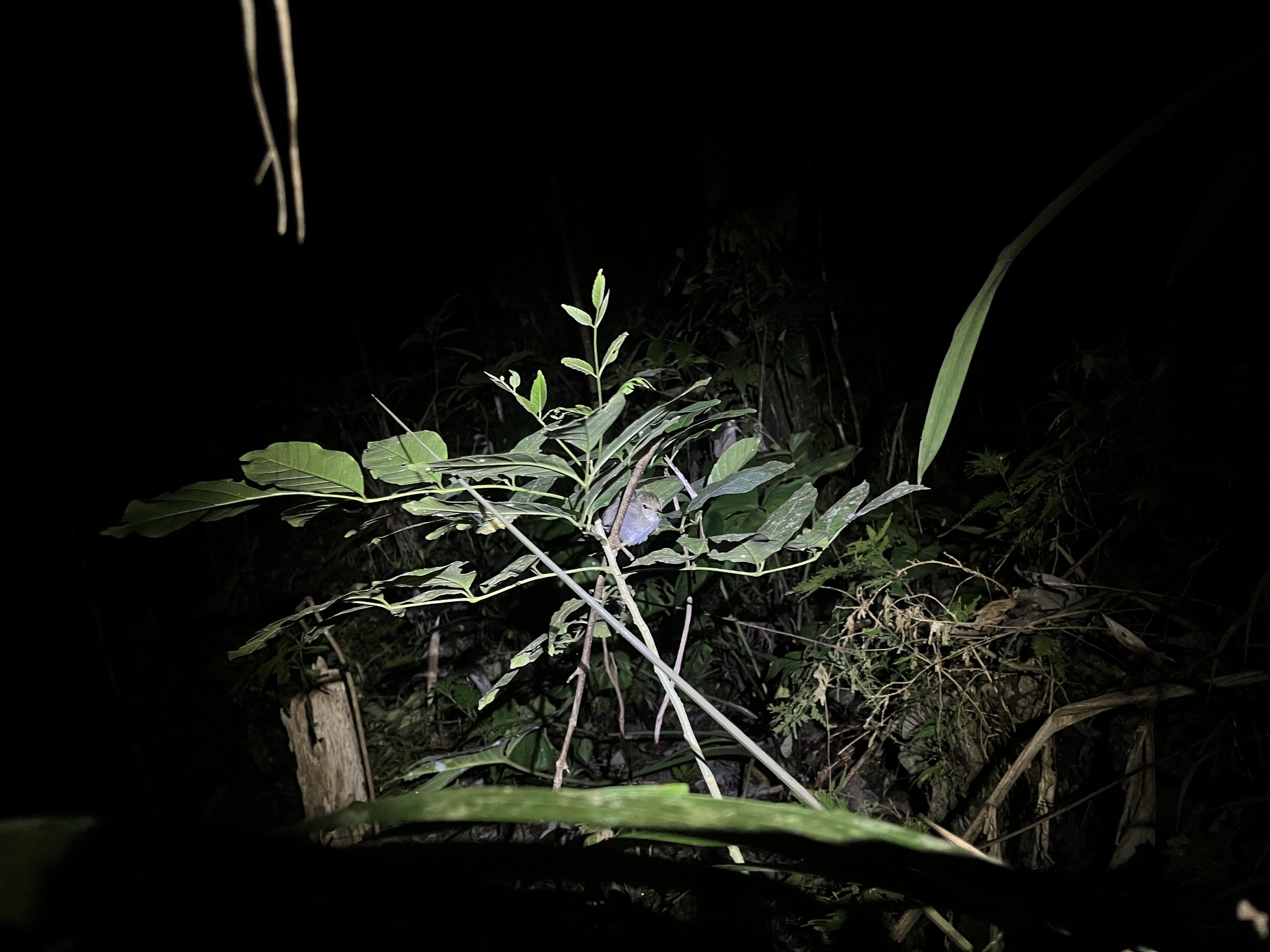 Philippine Leaf Warbler (Phylloscopus olivaceus), photo 1