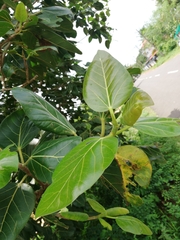 Ficus benghalensis