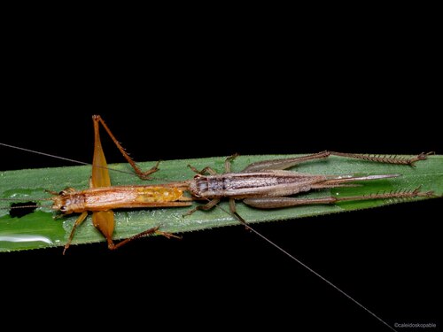 Euscyrtus concinnus (Haan, 1844)