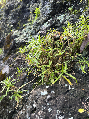 Schiedea globosa observed 2025-04-23
