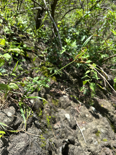 Cyperus phleoides observed 2025-04-23