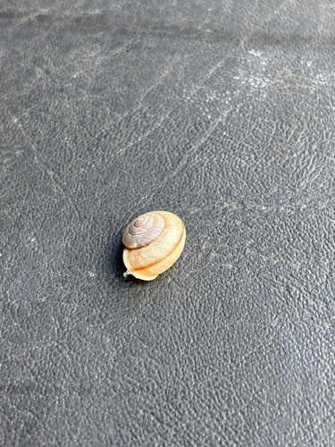 Bradybaena similaris observed 2025-04-23
