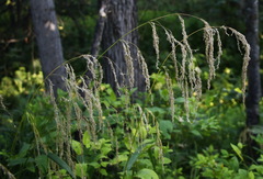 Glyceria arundinacea