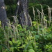 Glyceria arundinacea - Photo (c) Ольга Курякова, algunos derechos reservados (CC BY-NC), subido por Ольга Курякова