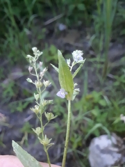 Veronica anagallis-aquatica
