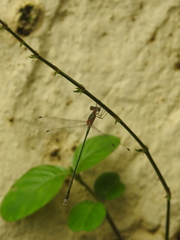 Lestes elatus