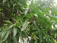 Mangifera indica