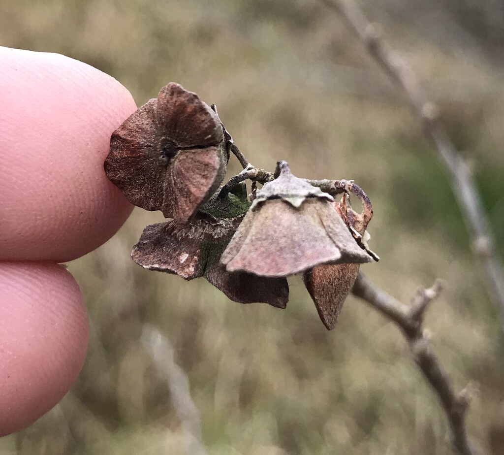 Paliurus ramosissimus, Satochosato, Satsumasendai, Kagoshima 896-1101, Japan, by masebrock