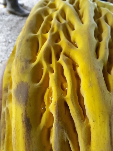 Theobroma bicolor, photograph 2