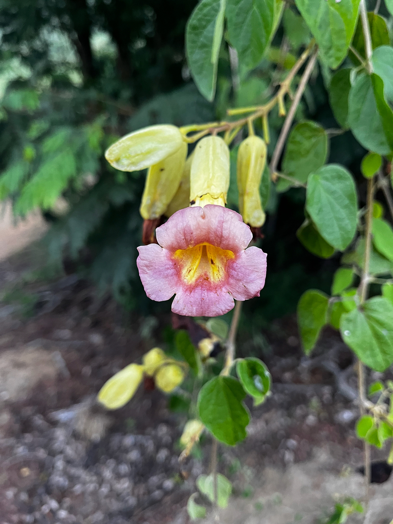 Manaosella cordifolia