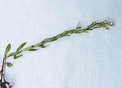 Erigeron manshuricus