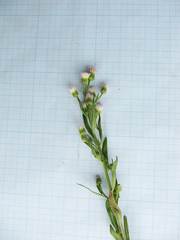 Erigeron manshuricus