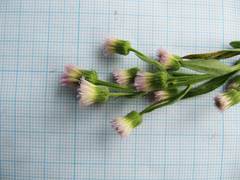 Erigeron manshuricus