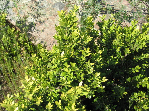 Buxus sempervirens